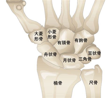 手骨|手根骨 (手首の骨): 定義、名前、解剖学、図